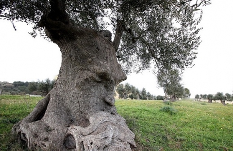 "Ulivo pensante": ecco la fotogallery del tesoro nascosto nelle campagne di Ginosa